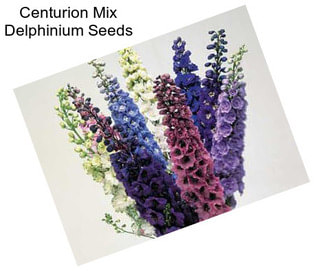 Centurion Mix Delphinium Seeds