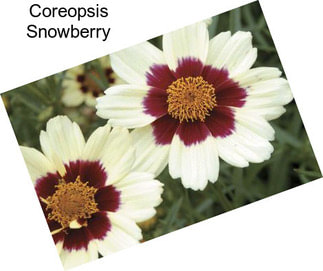 Coreopsis Snowberry