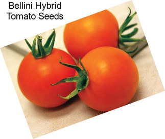 Bellini Hybrid Tomato Seeds