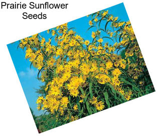 Prairie Sunflower Seeds
