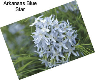 Arkansas Blue Star