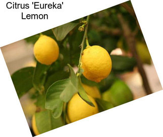 Citrus \'Eureka\' Lemon