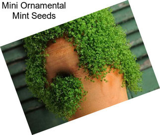 Mini Ornamental Mint Seeds