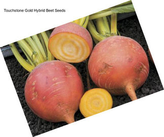 Touchstone Gold Hybrid Beet Seeds