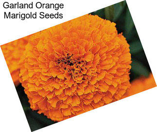 Garland Orange Marigold Seeds