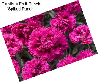 Dianthus Fruit Punch \'Spiked Punch\'