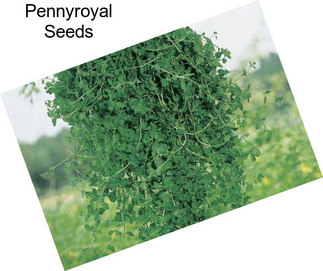 Pennyroyal Seeds