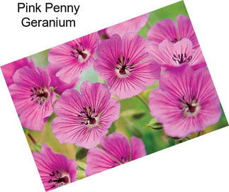 Pink Penny Geranium