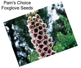 Pam\'s Choice Foxglove Seeds