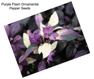 Purple Flash Ornamental Pepper Seeds