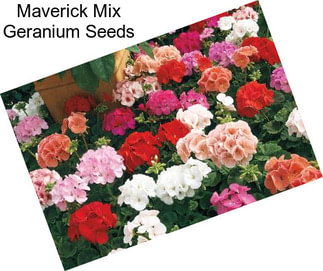 Maverick Mix Geranium Seeds