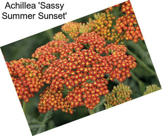 Achillea \'Sassy Summer Sunset\'