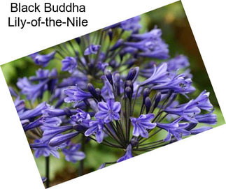 Black Buddha Lily-of-the-Nile