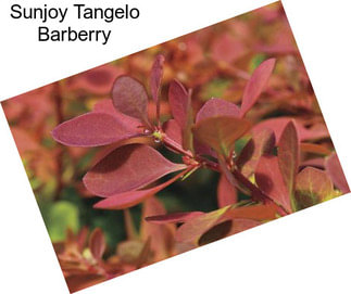 Sunjoy Tangelo Barberry