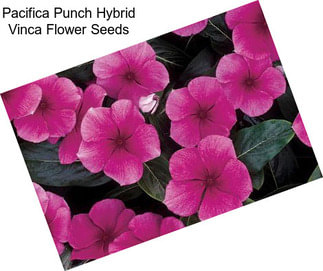 Pacifica Punch Hybrid Vinca Flower Seeds