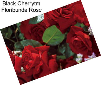 Black Cherrytm Floribunda Rose