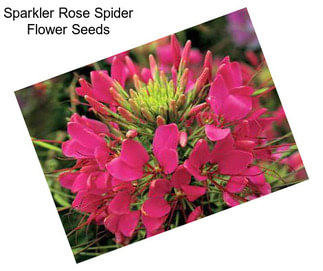 Sparkler Rose Spider Flower Seeds