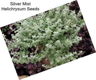 Silver Mist Helichrysum Seeds