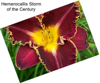 Hemerocallis Storm of the Century