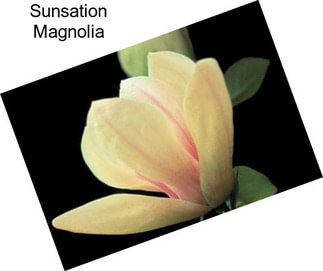 Sunsation Magnolia