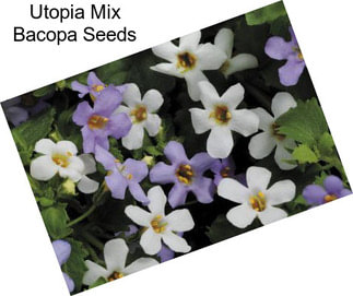 Utopia Mix Bacopa Seeds