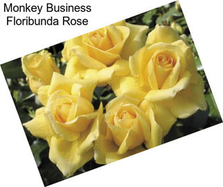 Monkey Business Floribunda Rose