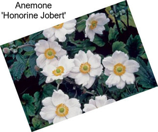 Anemone \'Honorine Jobert\'