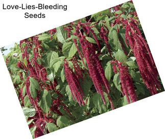 Love-Lies-Bleeding Seeds