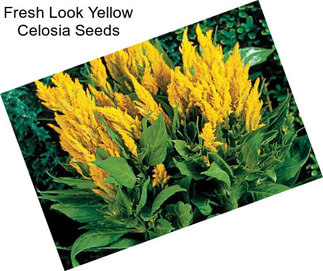 Fresh Look Yellow Celosia Seeds