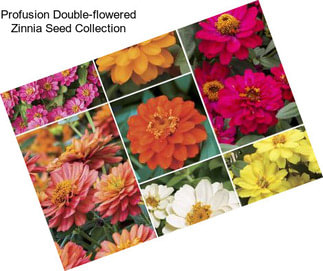 Profusion Double-flowered Zinnia Seed Collection