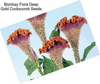 Bombay Fiora Deep Gold Cockscomb Seeds