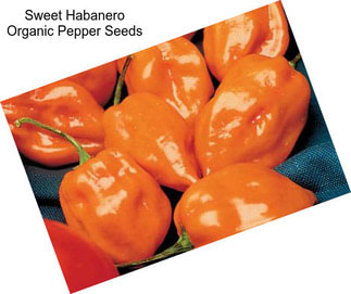 Sweet Habanero Organic Pepper Seeds