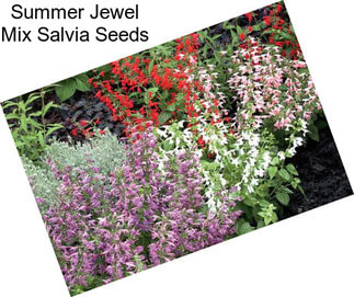 Summer Jewel Mix Salvia Seeds