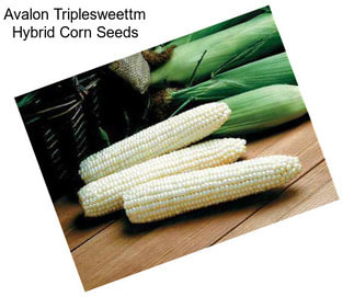 Avalon Triplesweettm Hybrid Corn Seeds