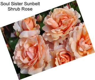 Soul Sister Sunbelt Shrub Rose