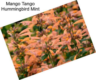 Mango Tango Hummingbird Mint
