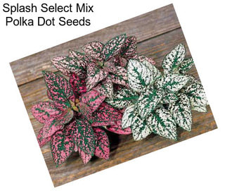 Splash Select Mix Polka Dot Seeds