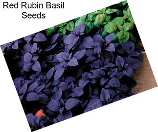 Red Rubin Basil Seeds