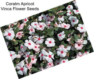 Coratm Apricot Vinca Flower Seeds