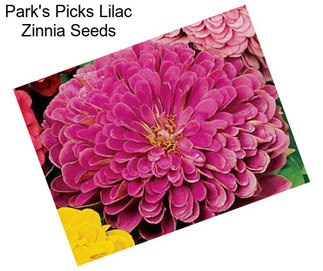 Park\'s Picks Lilac Zinnia Seeds