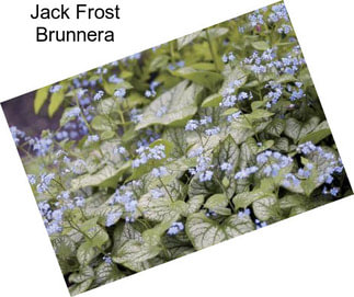 Jack Frost Brunnera