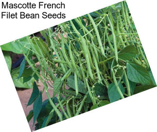 Mascotte French Filet Bean Seeds