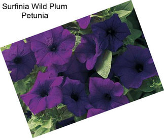 Surfinia Wild Plum Petunia