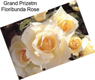 Grand Prizetm Floribunda Rose
