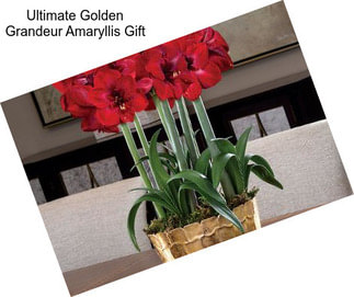 Ultimate Golden Grandeur Amaryllis Gift