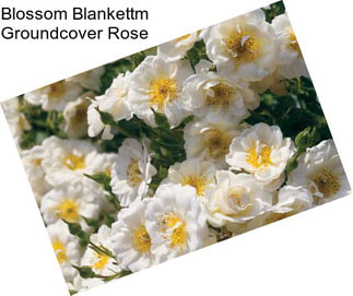 Blossom Blankettm Groundcover Rose