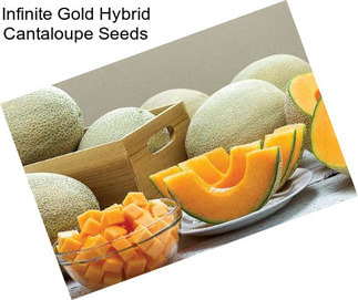 Infinite Gold Hybrid Cantaloupe Seeds