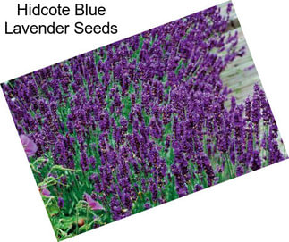 Hidcote Blue Lavender Seeds