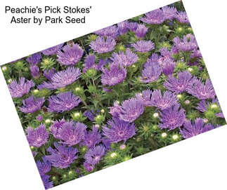 Peachie\'s Pick Stokes\' Aster by Park Seed