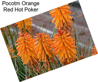 Pocotm Orange Red Hot Poker